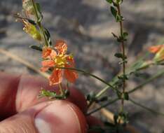 Image of Ammannia rigidula (Sond.) S. A. Graham & Gandhi