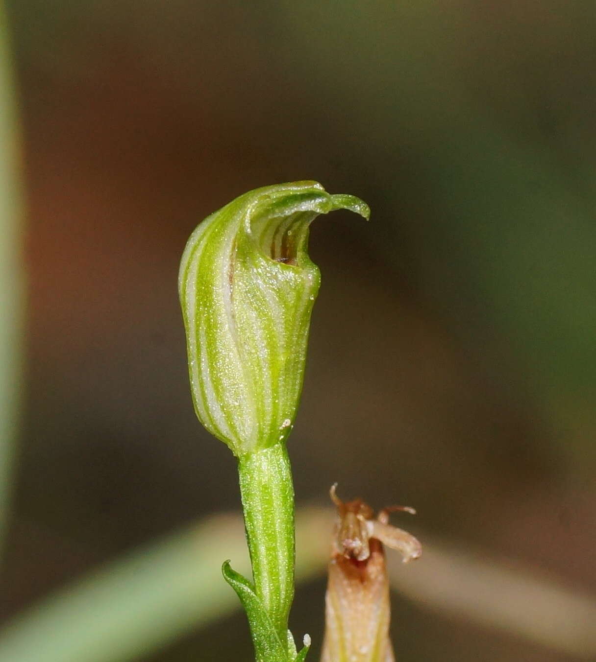 Image of Tiny greenhood