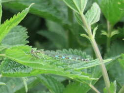 Image of Ornate Bluet