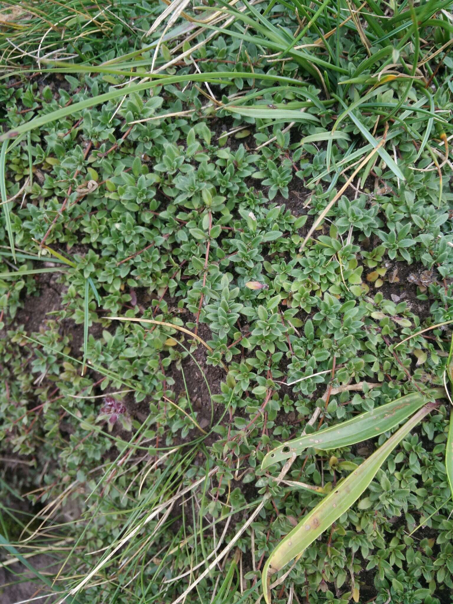 Слика од Thymus praecox subsp. britannicus (Ronniger) Holub