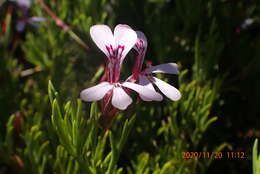 Image of Pelargonium laevigatum subsp. laevigatum