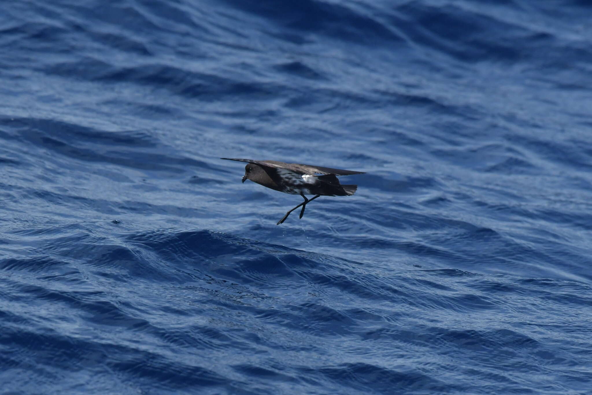 Image of New Zealand Storm Petrel