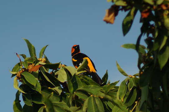 Image of Spot-breasted Oriole