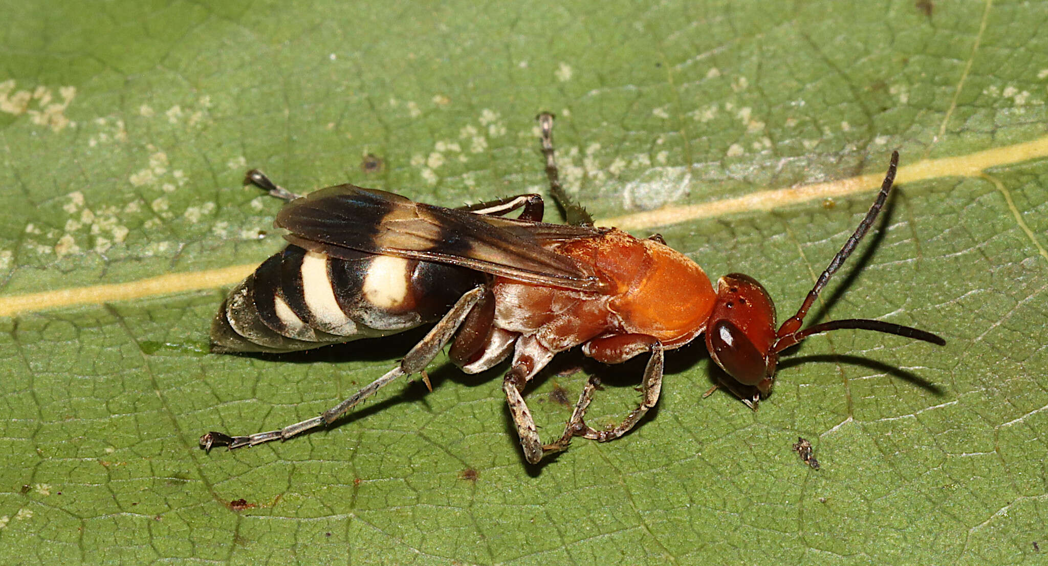 صورة Psorthaspis luctuosa (Banks 1910)