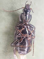 Imagem de Agonum (Agonum) placidum (Say 1823)