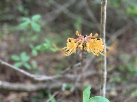 Image of orange azalea