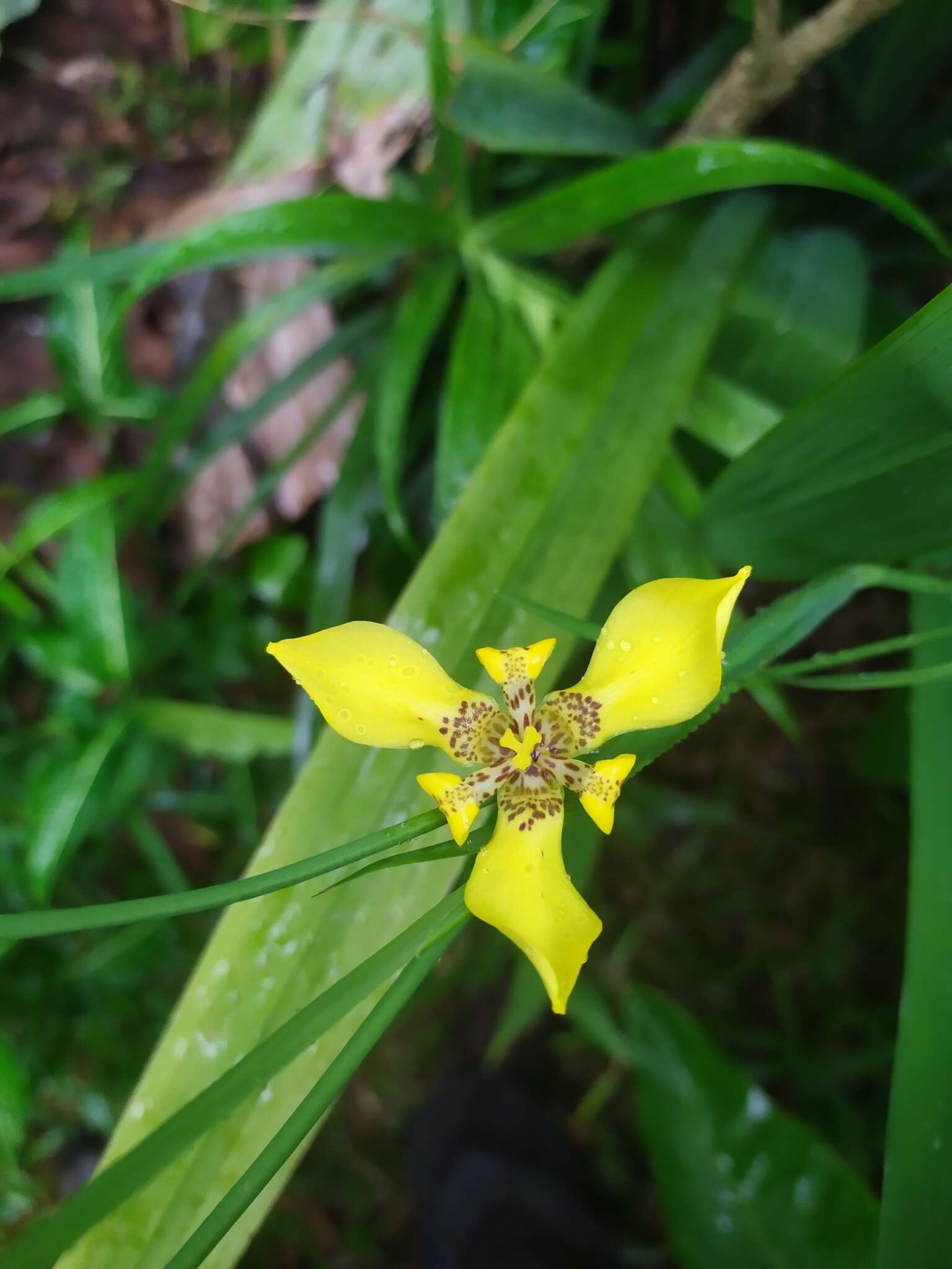 صورة Trimezia martinicensis (Jacq.) Herb.