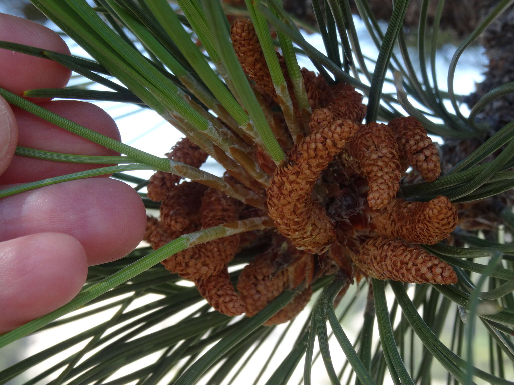 Image of Jeffrey Pine