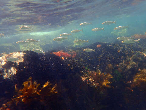 Image of Western Australian salmon