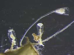 Image of Hydroid