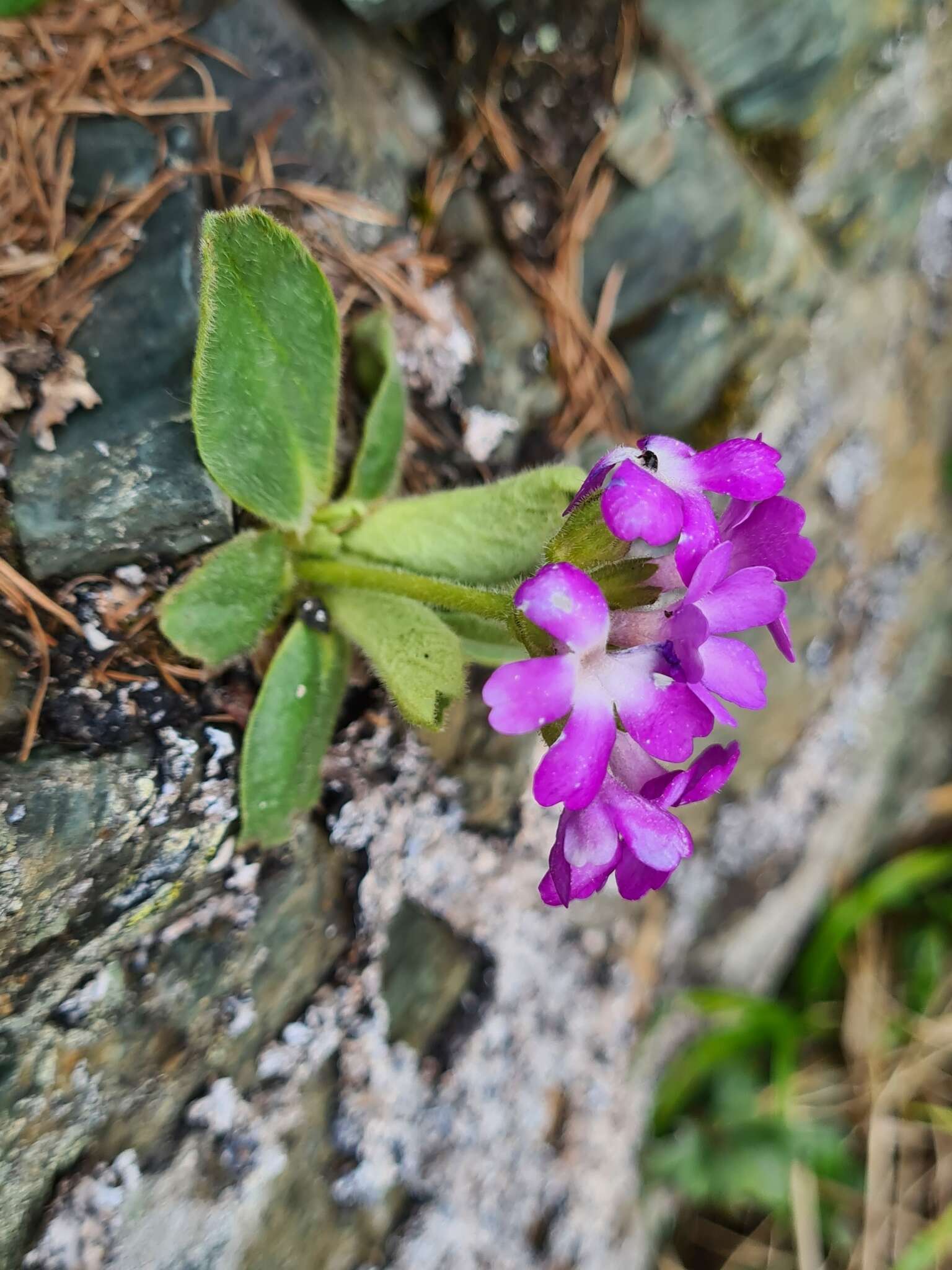 Image of Primula villosa Wulfen