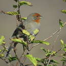 Image of Tucuman Mountain Finch