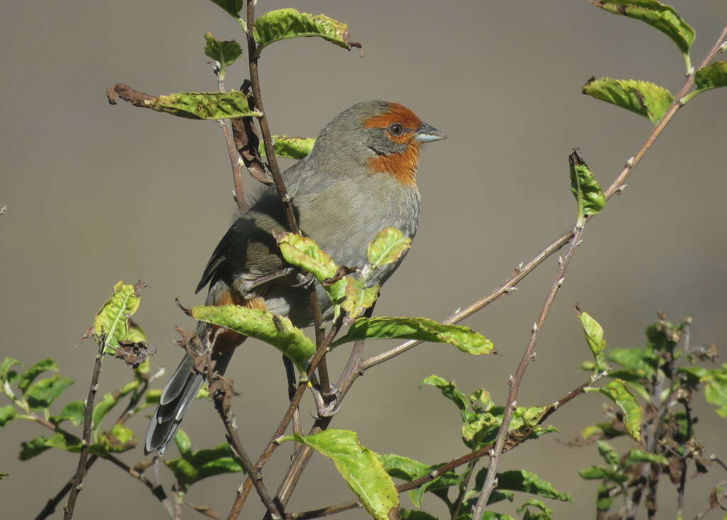 Image of Tucuman Mountain Finch