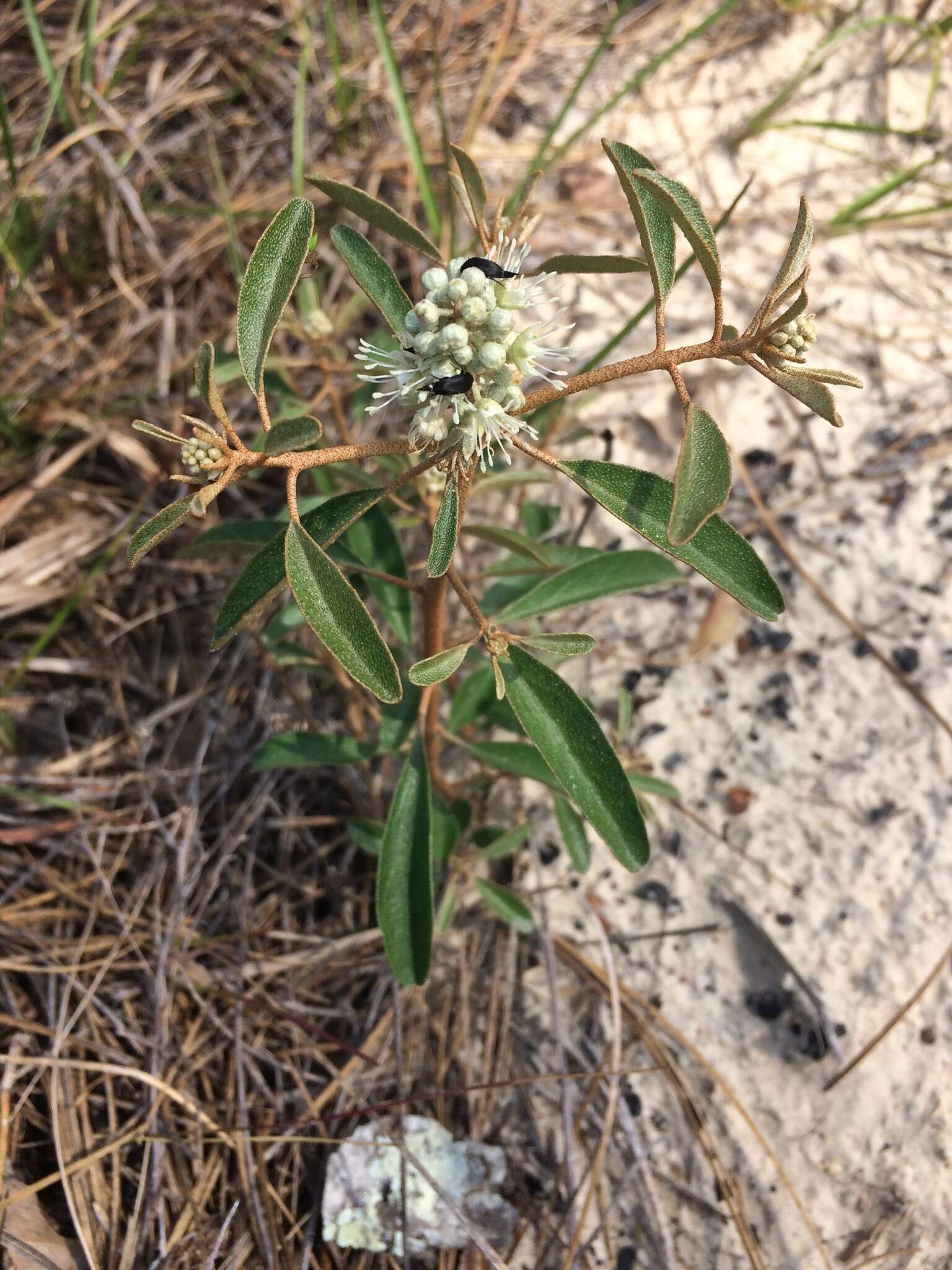 Слика од Croton argyranthemus Michx.