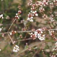 Image of Baeckea brevifolia (Rudge) DC.