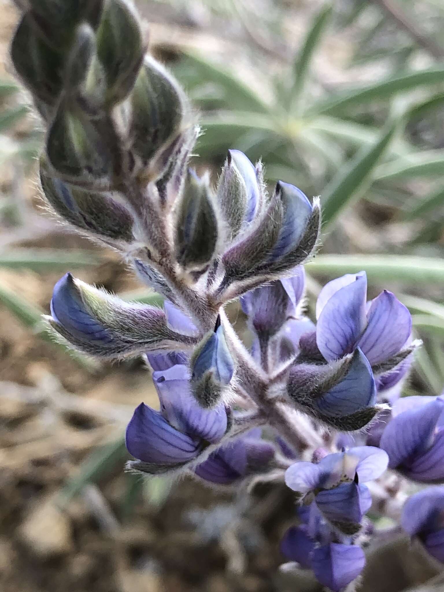 Imagem de Lupinus argenteus var. palmeri (S. Watson) Barneby