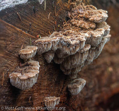 Sivun Gloiodon occidentalis Ginns 1988 kuva