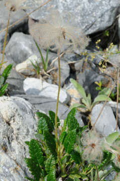 Imagem de Dryas octopetala L.