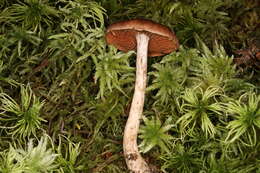 Слика од Cortinarius tortuosus (Fr.) Fr. 1838