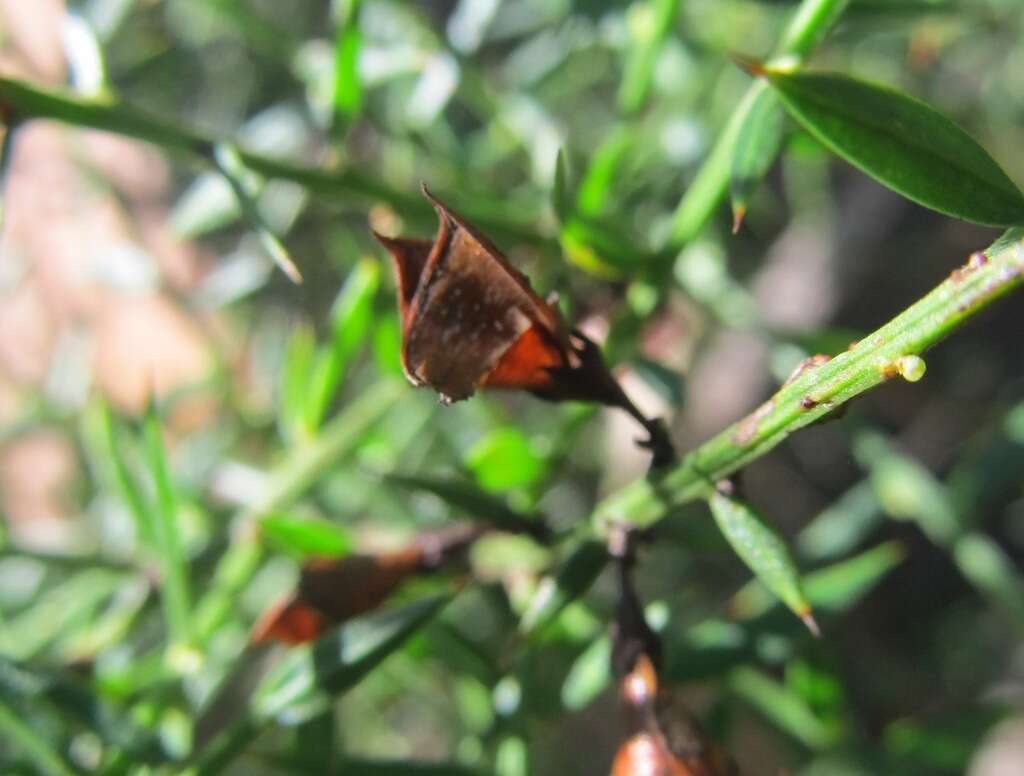 Слика од Daviesia ulicifolia C. R. P. Andrews