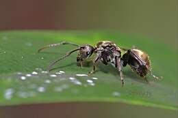 Image de Polyrhachis vigilans Smith 1858