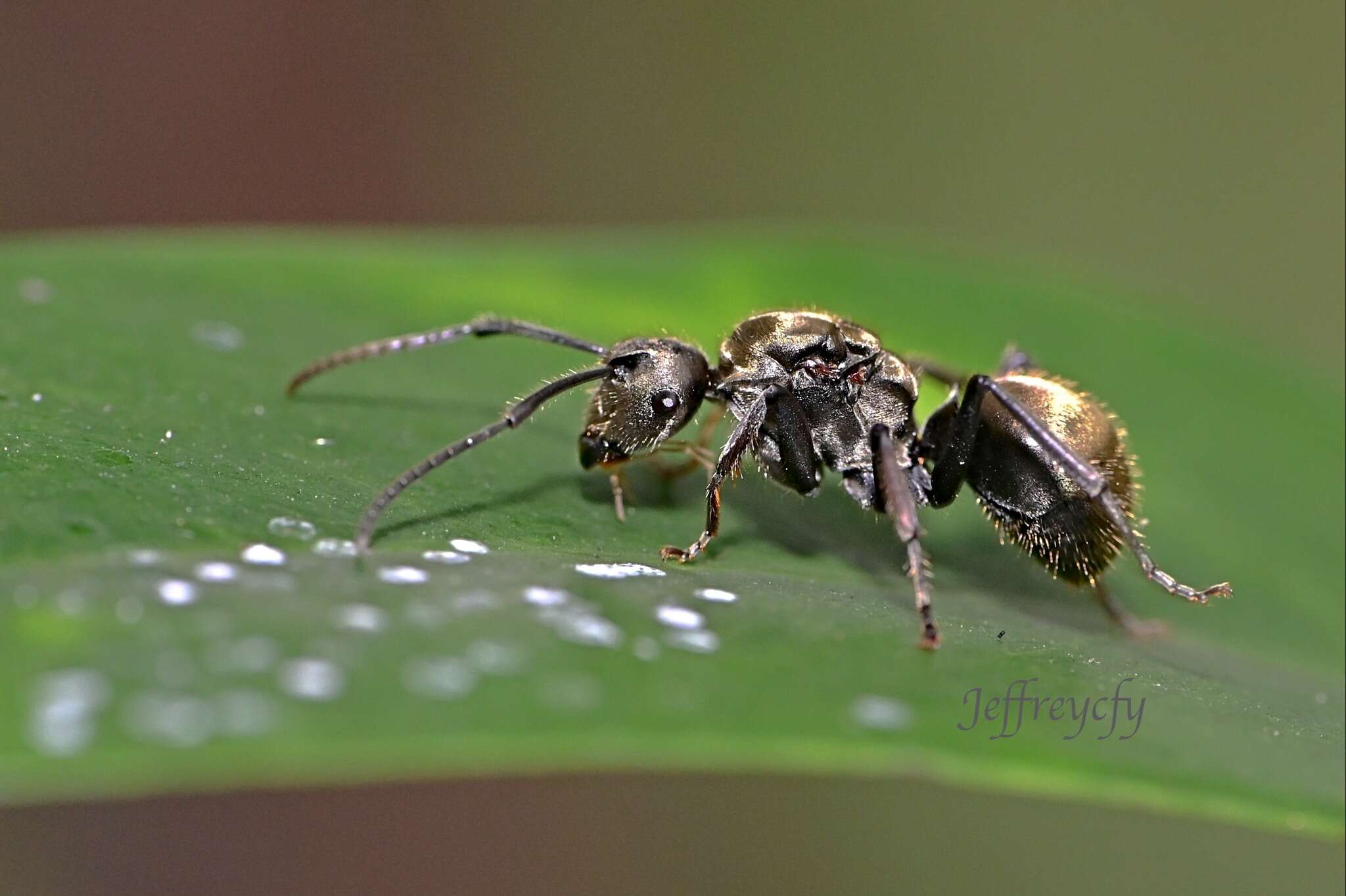 Image of Polyrhachis vigilans Smith 1858