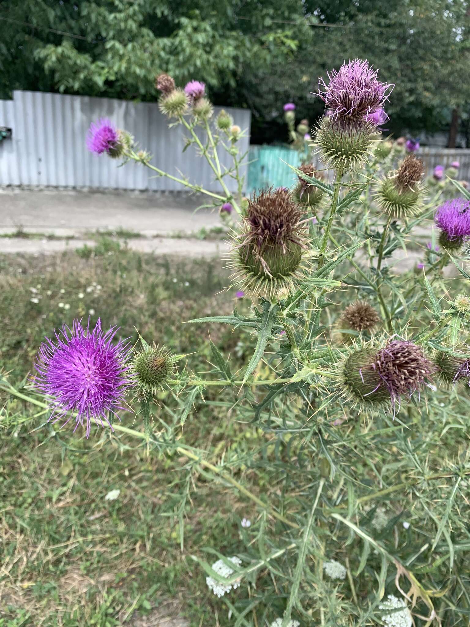 Слика од Cirsium ciliatum (Murray) Moench