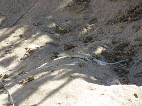 Image of Golden Fringe-fingered Lizard