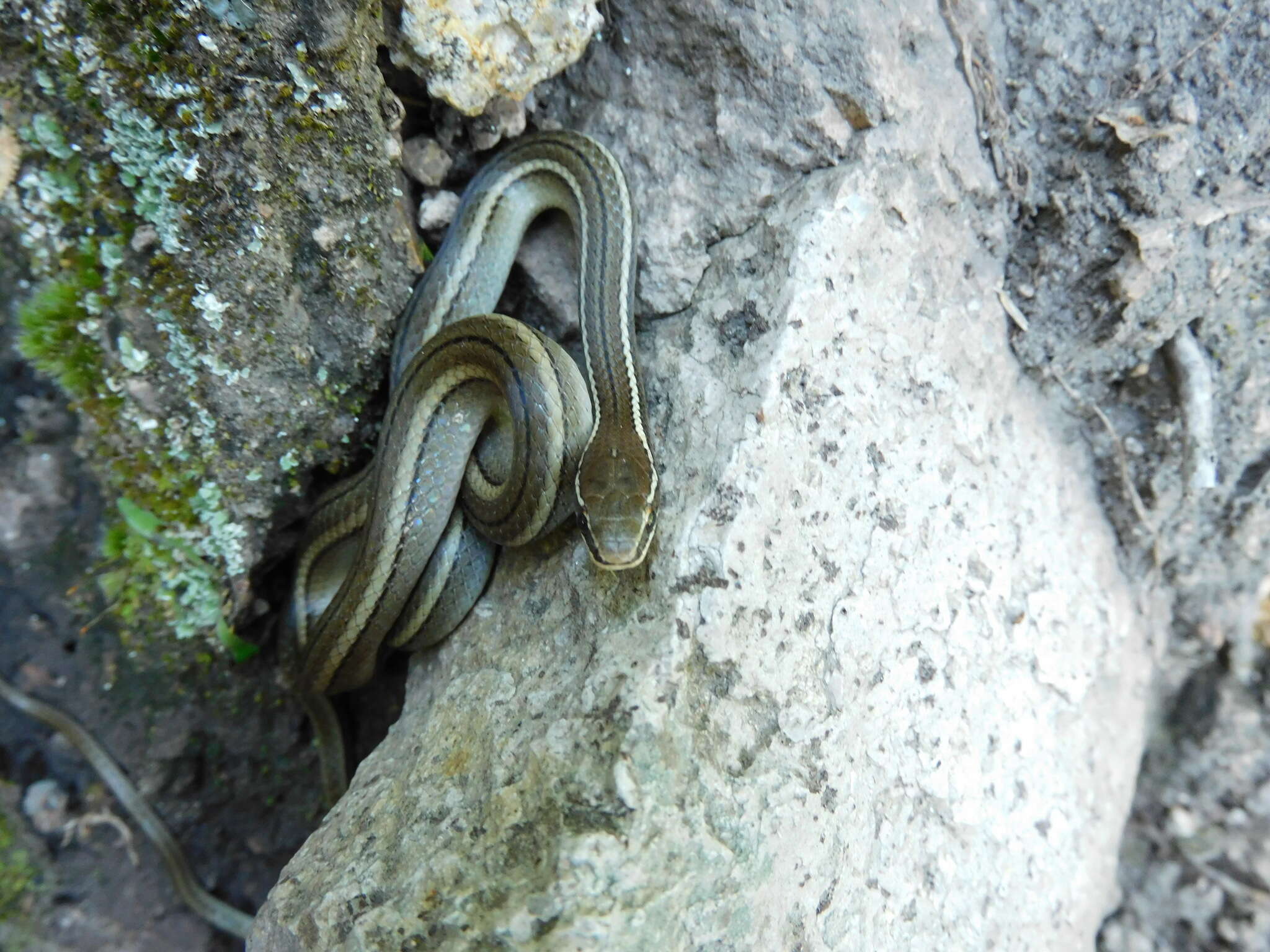 Image of Gaige's Pine Forest Snake