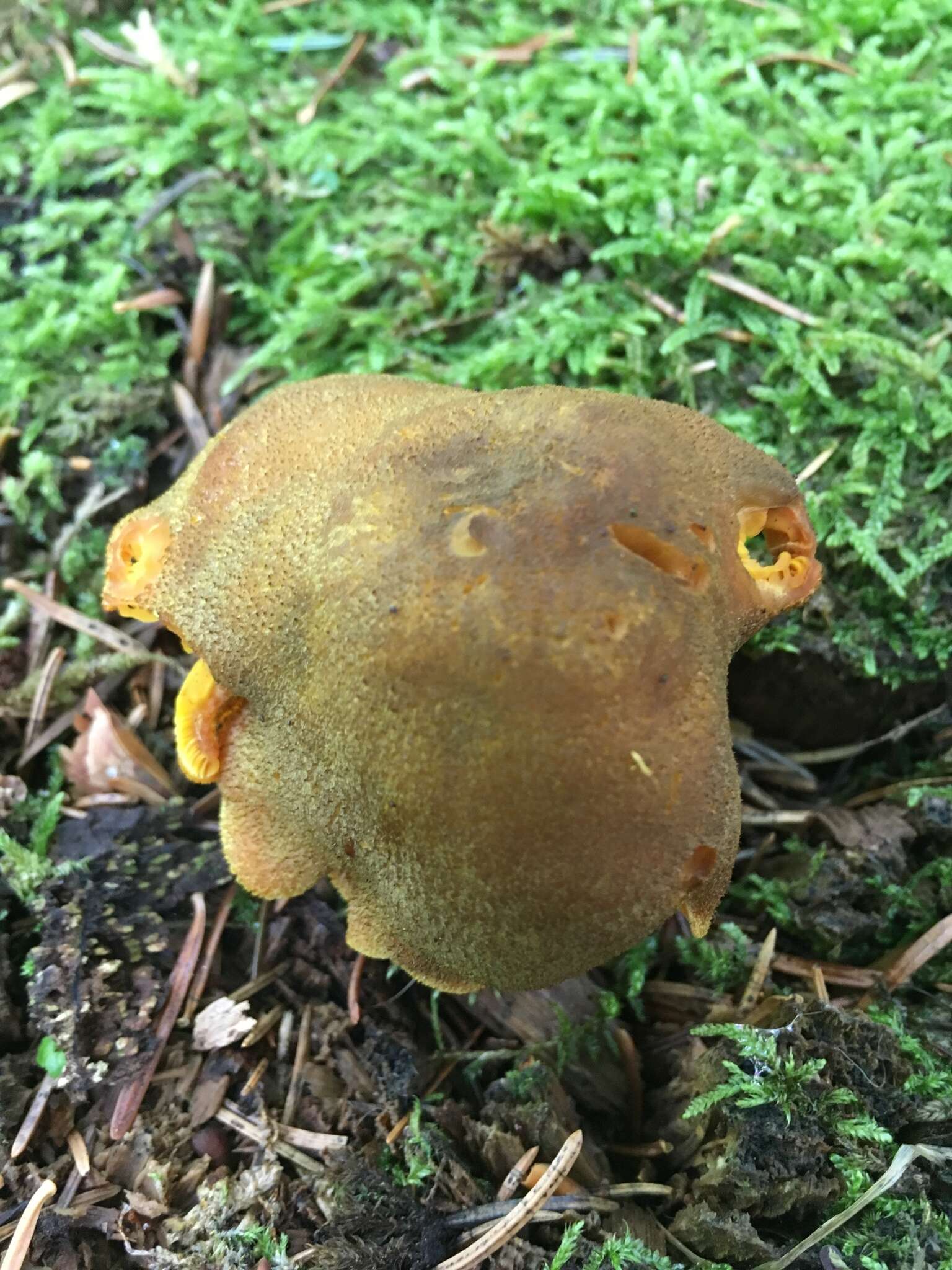 Plancia ëd Tricholomopsis decora (Fr.) Singer 1939