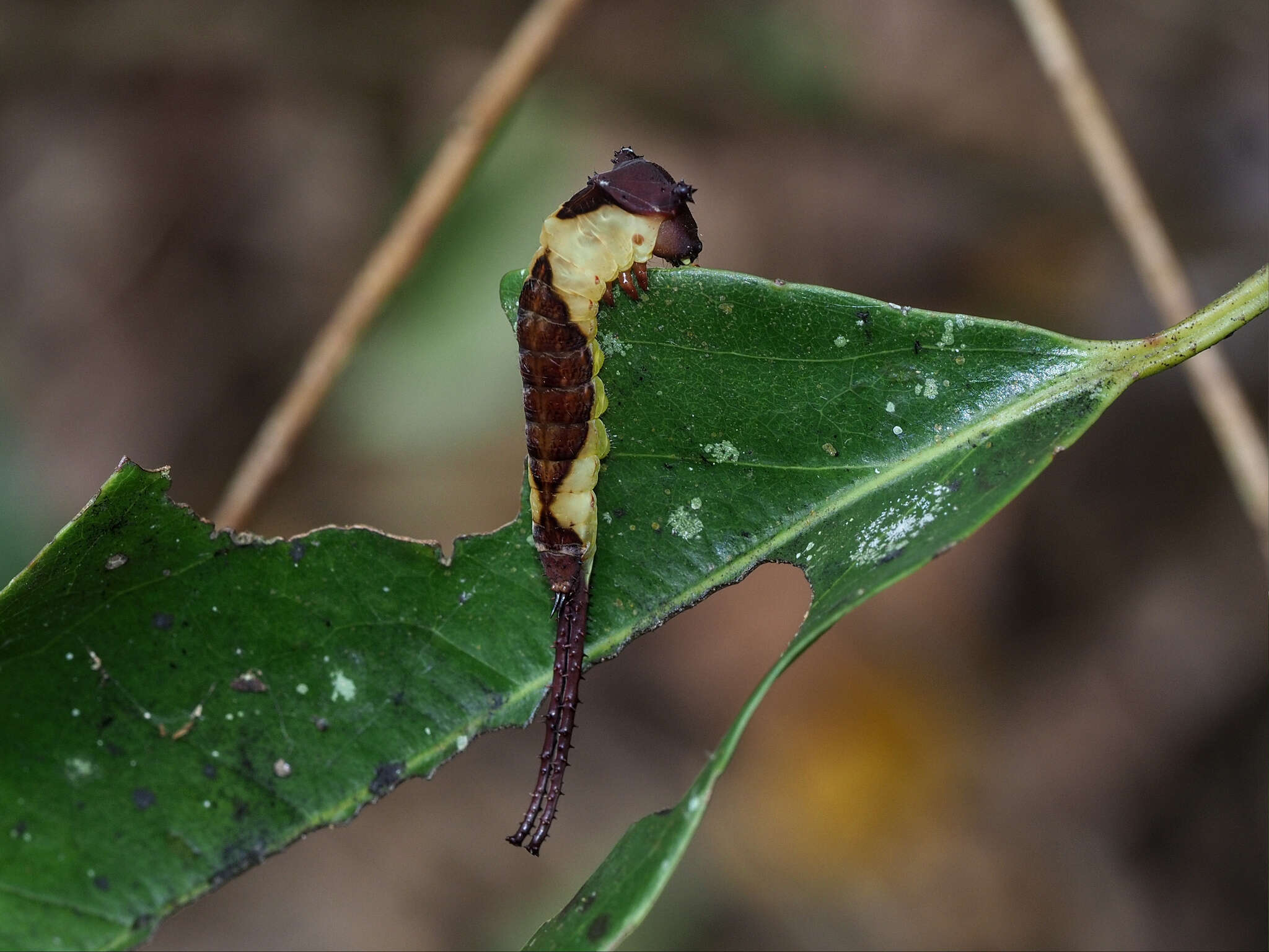 Image of Kamalia multipunctata