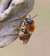 Image of Osmia aurulenta (Panzer 1799)