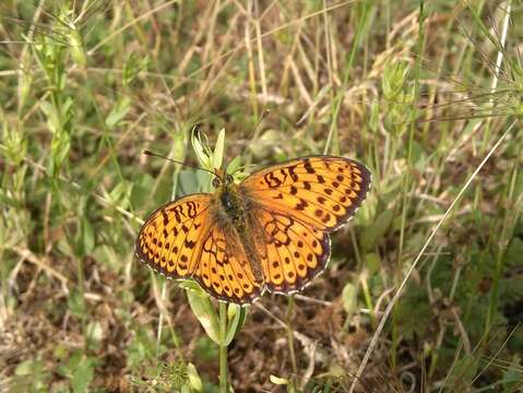 Image of Twin-spot Fritillary