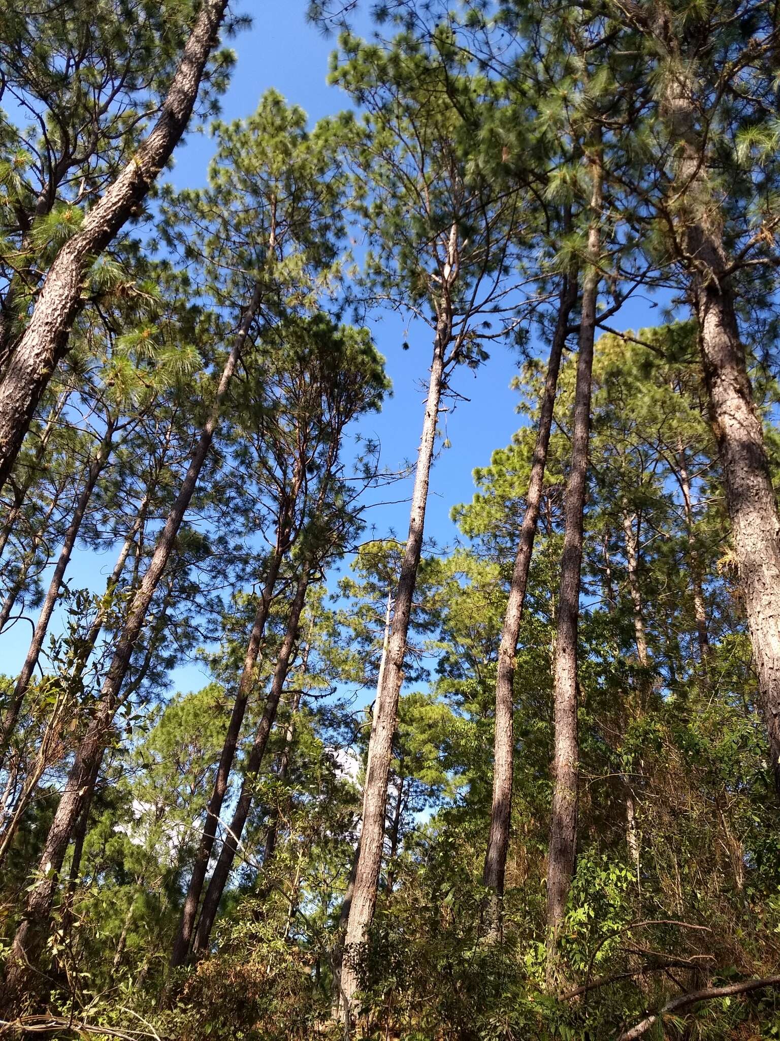 Image de Pinus oocarpa Schiede ex Schltdl.