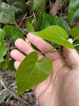 Image of Sarcopetalum harveyanum F. Müll.