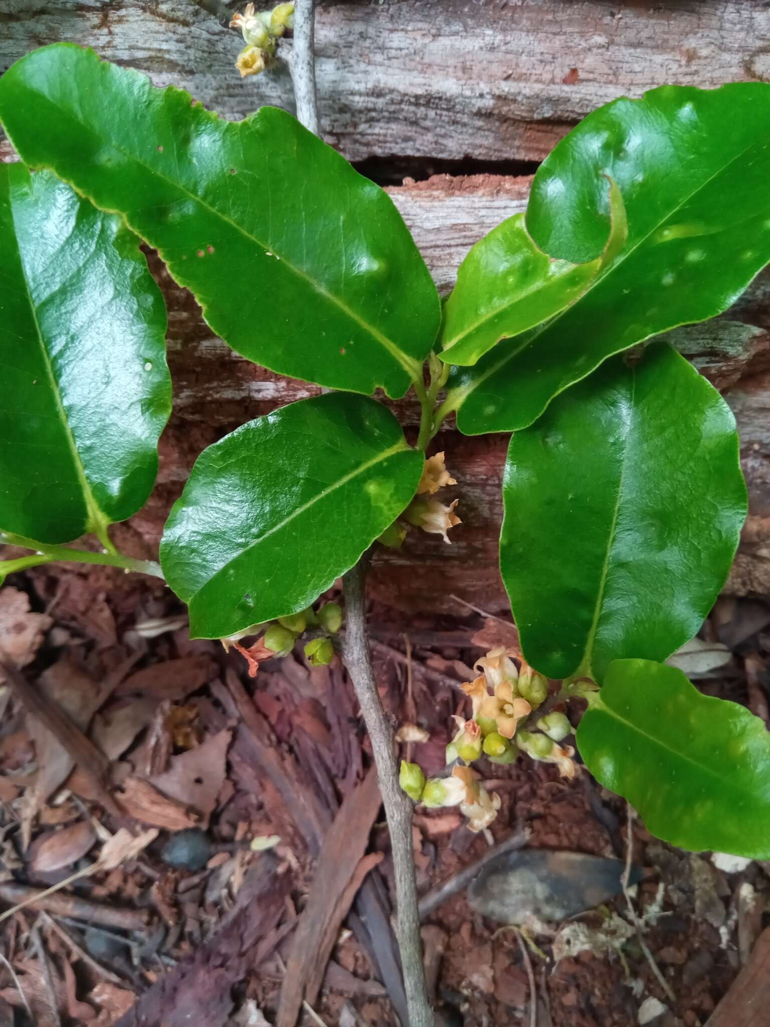 Diospyros haplostylis Boivin ex Hiern的圖片