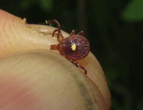 Image of Lone Star Tick