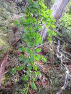 Image of Nothofagus gunnii (Hook. fil.) Oerst.