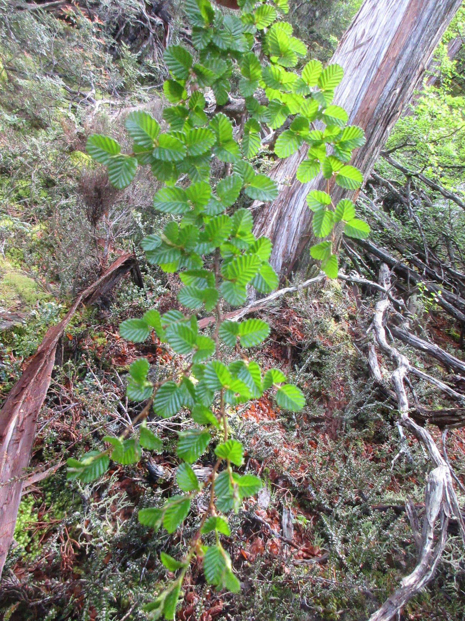 Image of Nothofagus gunnii (Hook. fil.) Oerst.