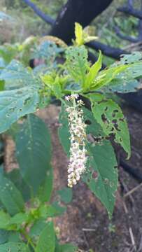 Image of Phytolacca thyrsiflora Fenzl ex J. A. Schmidt