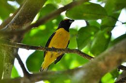 Image of scrub euphonia