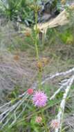 Image of Florida mimosa