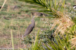 Imagem de Ardeola rufiventris (Sundevall 1850)