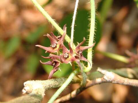 Image of Matelea gonoloboides (B. L. Robinson & Greenm.) R. E. Woodson