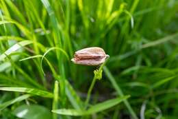 Image of Fritillaria dagana Turcz.