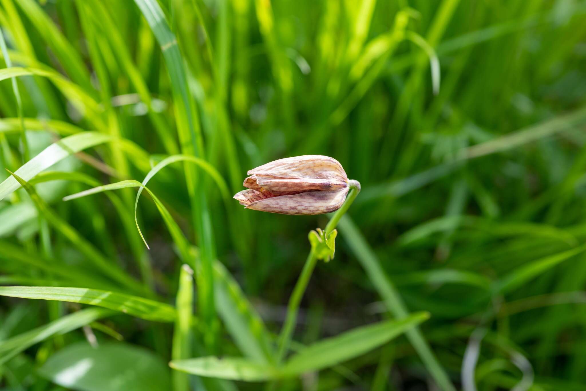 Image of Fritillaria dagana Turcz.