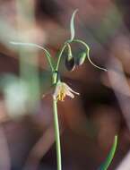 Image of Butte County fritillary