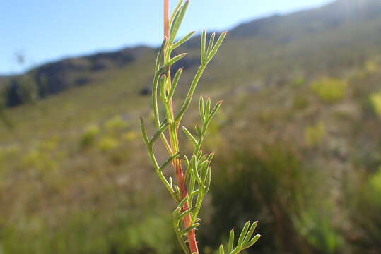 Image of Ursinia heterodonta (DC.) N. E. Br.