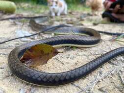 Image of White-bellied Rat Snake