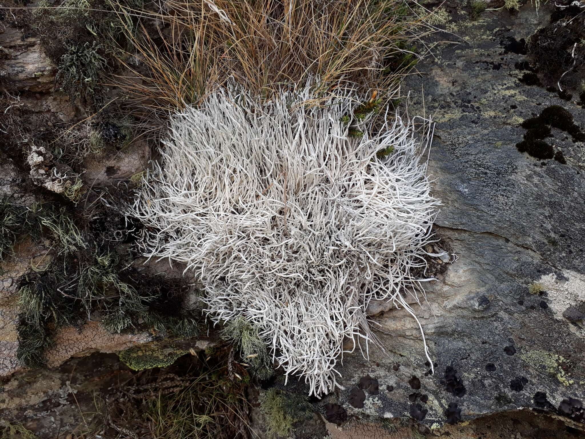 Image of Thamnolia vermicularis subsp. vermicularis